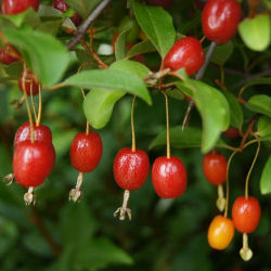 elaeagnus multiflora